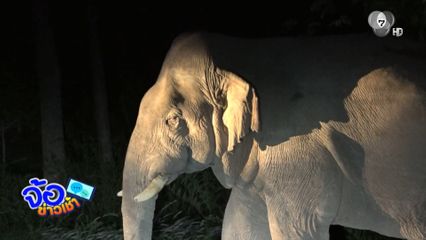 ผลักดันช้างป่า หากินพืชไร่ชาวนา