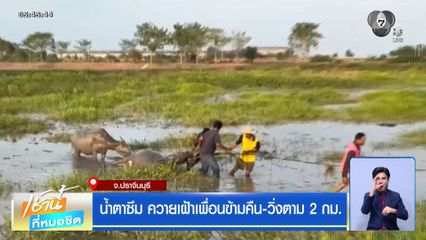 น้ำตาซึม ควายเฝ้าเพื่อนข้ามคืน-วิ่งตาม 2 กม.