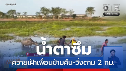 น้ำตาซึม ควายเฝ้าเพื่อนข้ามคืน-วิ่งตาม 2 กม.