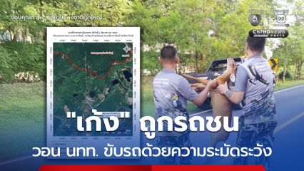 “เก้ง” ถูกรถชน วอน นทท. ขับรถด้วยความระมัดระวัง