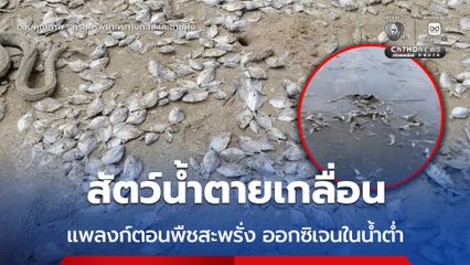 สัตว์น้ำตายเกลื่อน แพลงก์ตอนพืชสะพรั่ง ออกซิเจนในน้ำต่ำ