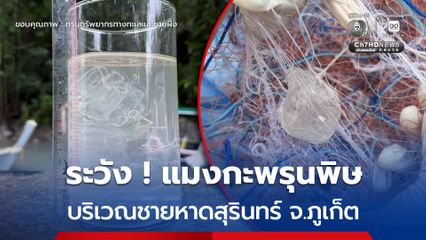 ระวัง แมงกะพรุนพิษ บริเวณชายหาดสุรินทร์ จ.ภูเก็ต