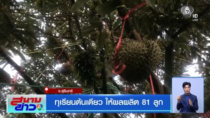 ทุเรียนต้นเดียว ให้ผลผลิต 81 ลูก จ.สุรินทร์