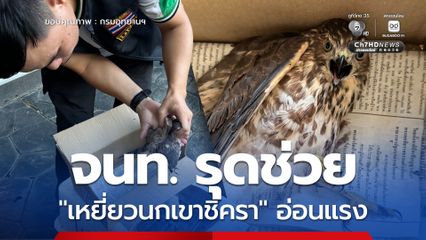 จนท.สบอ.13 สาขาลำปาง รุดช่วย "เหยี่ยวนกเขาชิครา" อ่อนแรง หลังพลเมืองดีแจ้งผ่านสายด่วน 1362