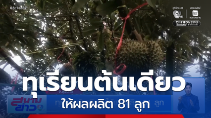 ทุเรียนต้นเดียว ให้ผลผลิต 81 ลูก จ.สุรินทร์