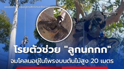 โรยตัวช่วย “ลูกนกกก” จมโคลนอยู่ในโพรงบนต้นไม้สูง 20 เมตร