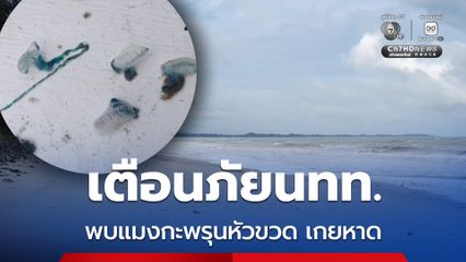 เตือนภัย พบแมงกะพรุนหัวขวดถูกคลื่นซัดเกยบริเวณชายหาดบางสัก – ชาดหาดบ้านน้ำเค็ม จ.พังงา มีพิษร้ายแรง เตือน นักท่องเที่ยวงดลงเล่นน้ำเด็ดขาด