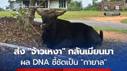 ส่งตัว “จ้าวเหงา” กระทิงหนีไฟป่ากลับบ้านที่เมียนมา หลังผลตรวจ DNA ชี้เป็น “กายาล” ไม่ใช่กระทิงป่าแท้