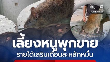 หนุ่มขอนแก่นเลี้ยงหนูพุกขาย สร้างรายได้เสริมเดือนละหลักหมื่นบาท