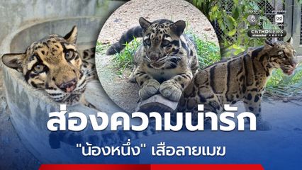 ส่องความน่ารัก "น้องหนึ่ง" เสือลายเมฆ ดาวเด่นแห่งสวนสัตว์เปิดเขาเขียว