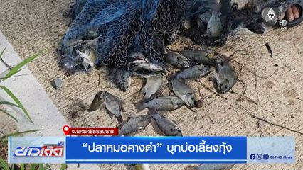 “ปลาหมอคางดำ” บุกบ่อเลี้ยงกุ้ง จ.นครศรีธรรมราช