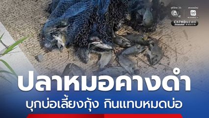 “ปลาหมอคางดำ” บุกบ่อเลี้ยงกุ้ง จ.นครศรีธรรมราช