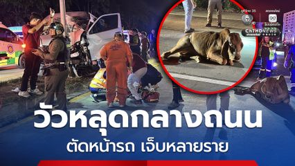 วัวหลุดตัดหน้ารถตู้ 2 คันรวด กระบะเบรกไม่ทันชนซ้ำ เจ็บหลายราย ลุ้นเจ้าของแสดงตัวรับวัวคืน