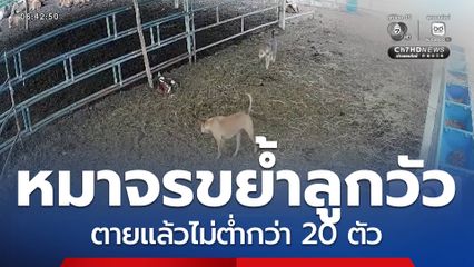 หมาจรรุมขย้ำลูกวัว ตายแล้วไม่ต่ำกว่า 20 ตัว วอนหน่วยงานเร่งช่วย