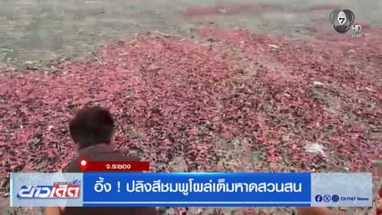 อึ้ง ! ปลิงสีชมพูโผล่เต็มหาดสวนสน