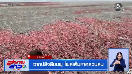 ซากปลิงสีชมพู โผล่เต็มหาดสวนสน จ.ระยอง