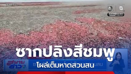 ซากปลิงสีชมพู โผล่เต็มหาดสวนสน จ.ระยอง