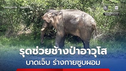กรมอุทยานฯ ร่วมจิตอาสา รุดช่วย “ปู่ DY M 001” ช้างป่าอาวุโส ได้รับบาดเจ็บ ร่างกายซูบผอม ระดมทีมสัตวแพทย์ดูแลใกล้ชิด พร้อมเฝ้าระวังอย่างต่อเนื่อง