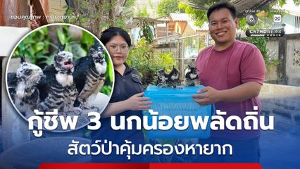 กู้ชีพ "ลูกเหยี่ยวกิ้งก่าสีดำ" 3 นกน้อยพลัดถิ่น สัตว์ป่าคุ้มครองหายาก ทีมสัตวแพทย์ได้ทำการรักษาบาดแผลและอนุบาลอย่างใกล้ชิด