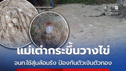 แม่เต่ากระขึ้นวางไข่ จนท.ใช้สุ่มล้อมรัง ป้องกันตัวเงินตัวทอง