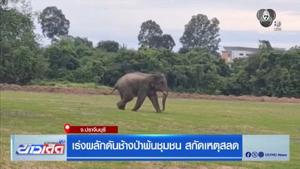 เร่งผลักดันช้างป่าพ้นชุมชน สกัดเหตุสลด