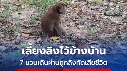 เลี้ยงลิง ล่ามไว้ที่ต้นไม้ข้างบ้าน ขณะที่หลานชายวัย 7 ขวบเดินผ่าน ถูกลิงกัดเสียชีวิต