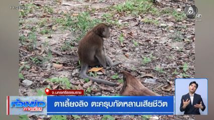ตาเลี้ยงลิง ตะครุบกัดหลานเสียชีวิต
