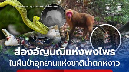 ส่องอัญมณีแห่งพงไพร ในผืนป่าอุทยานแห่งชาติน้ำตกหงาว