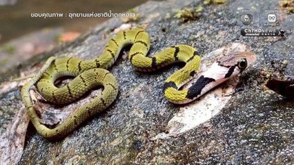 ส่องอัญมณีแห่งพงไพร ในผืนป่าอุทยานแห่งชาติน้ำตกหงาว