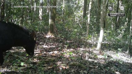 ส่องอัญมณีแห่งพงไพร ในผืนป่าอุทยานแห่งชาติน้ำตกหงาว