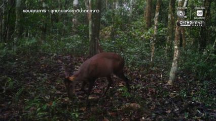 ส่องอัญมณีแห่งพงไพร ในผืนป่าอุทยานแห่งชาติน้ำตกหงาว