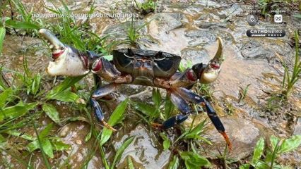 ส่องอัญมณีแห่งพงไพร ในผืนป่าอุทยานแห่งชาติน้ำตกหงาว