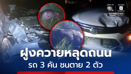 ฝูงควายหลุดถนน รถ 3 คัน ชนตาย 2 ตัว