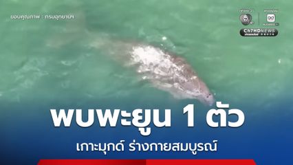 ศูนย์วิจัยอุทยานฯ ทะเลตรัง พบพะยูนเกาะมุกด์ 1 ตัว ร่างกายสมบูรณ์อยู่ในระดับปานกลาง