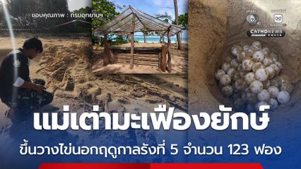 แม่เต่ามะเฟืองยักษ์ ขึ้นวางไข่นอกฤดูกาลรังที่ 5 จำนวน 123 ฟอง