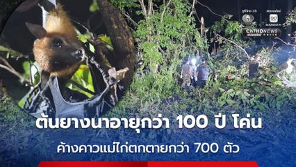 พายุฝนถล่ม ต้นยางนา 100 ปี โค่นล้ม ค้างคาวแม่ไก่ตกตายกว่า 700 ตัว