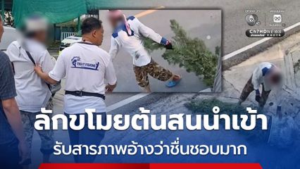 รวบโจรแสบลักขโมยต้นสนนำเข้าของร้านกาแฟ ราคาหลายหมื่นบาท อ้างว่าชื่นชอบมาก