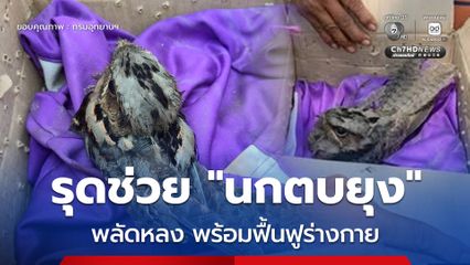จนท.สำนักบริหารพื้นที่อนุรักษ์ที่ 6 (สงขลา) รุดช่วย “นกตบยุง” พลัดหลง  เจ้าหน้าที่เข้าดูแลและฟื้นฟูสภาพร่างกาย ก่อนปล่อยคืนสู่ธรรมชาติ