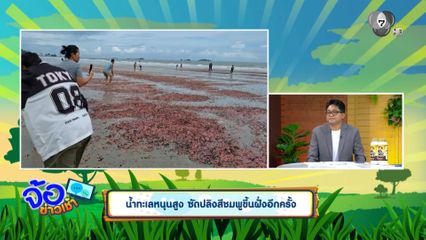 น้ำทะเลหนุนสูง ซัดปลิงสีชมพูขึ้นฝั่งอีกครั้ง