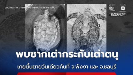 พบซากเต่ากระกับเต่าตนุ เกยตื้นตายวันเดียวกันที่ จ.พังงา และ จ.ชลบุรี