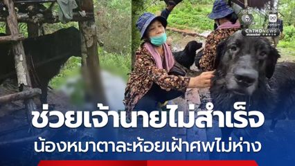 ช่วยเจ้านายไม่สำเร็จ จมน้ำเสียชีวิต น้องหมาแสนรู้ตาละห้อยเฝ้าศพไม่ห่าง
