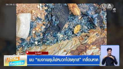พบ แมงกะพรุนไฟหมวกโปรตุเกส เกลื่อนหาด จ.กระบี่
