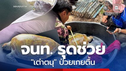 เจ้าหน้าที่อุทยานฯ หมู่เกาะอ่างทอง รุดช่วย “เต่าตนุ” ป่วยเกยตื้นหน้าอ่าวทะเลใน เร่งประสาน ทช. ชุมพร เพื่อนำตัวไปรักษาและอนุบาล