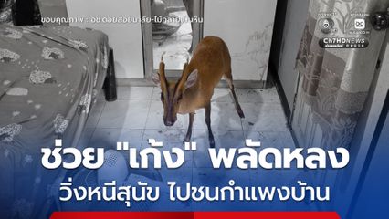 ช่วยเหลือ “เก้ง” พลัดหลง วิ่งหนีตายจากสุนัข เข้าไปหลบในบ้านของประชาชน