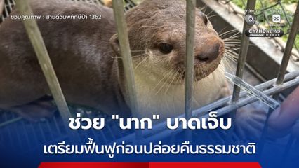 ช่วย “นาก” บาดเจ็บ เตรียมฟื้นฟูก่อนปล่อยคืนธรรมชาติ