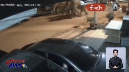 ระทึก ช้างป่าบุกชุมชนกลางดึก