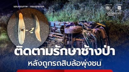 อธิบดีกรมอุทยานฯ สั่งจัดทีมติดตามรักษาช้างป่าบาดเจ็บด่วน หลังถูกรถสิบล้อพุ่งชน ซึ่งพบเศษงาช้างรวม 36 ชิ้น ตกกระจายอยู่บนถนน
