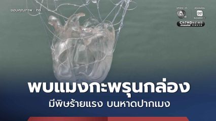 กรมทะเล เตือนภัย เจ้าหน้าที่ลงพื้นที่สำรวจพบแมงกะพรุนกล่องมีพิษร้ายแรง จำนวน 72 ตัว บริเวณหาดปากเมง จ.ตรัง
