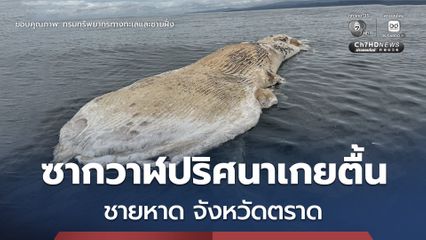 พบซากวาฬปริศนาเกยตื้นชายหาดในจังหวัดตราด เตรียมชันสูตรหาสาเหตุการตาย