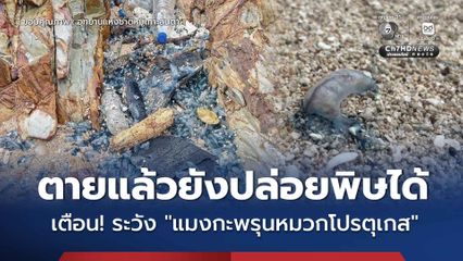 ตายแล้วยังปล่อยพิษได้ เตือน ระวัง “แมงกะพรุนหมวกโปรตุเกส”